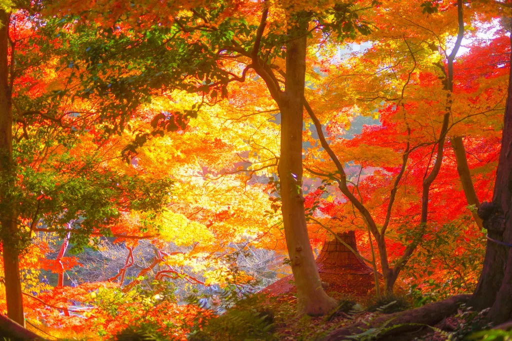 30 Best Places for Autumn In Japan 2024 - The Luxury Japan