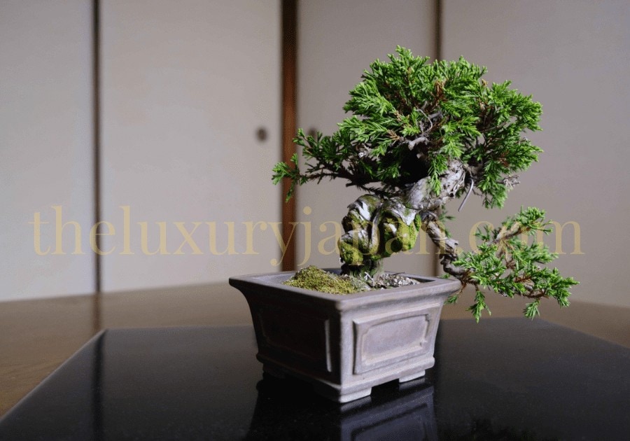 Japanse Bonsai on a black table