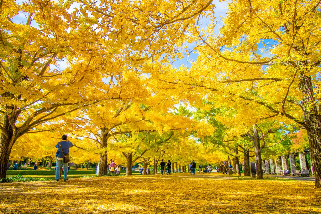 Meiji Jingu Gaien, the best destination for autumn in Japan 2023