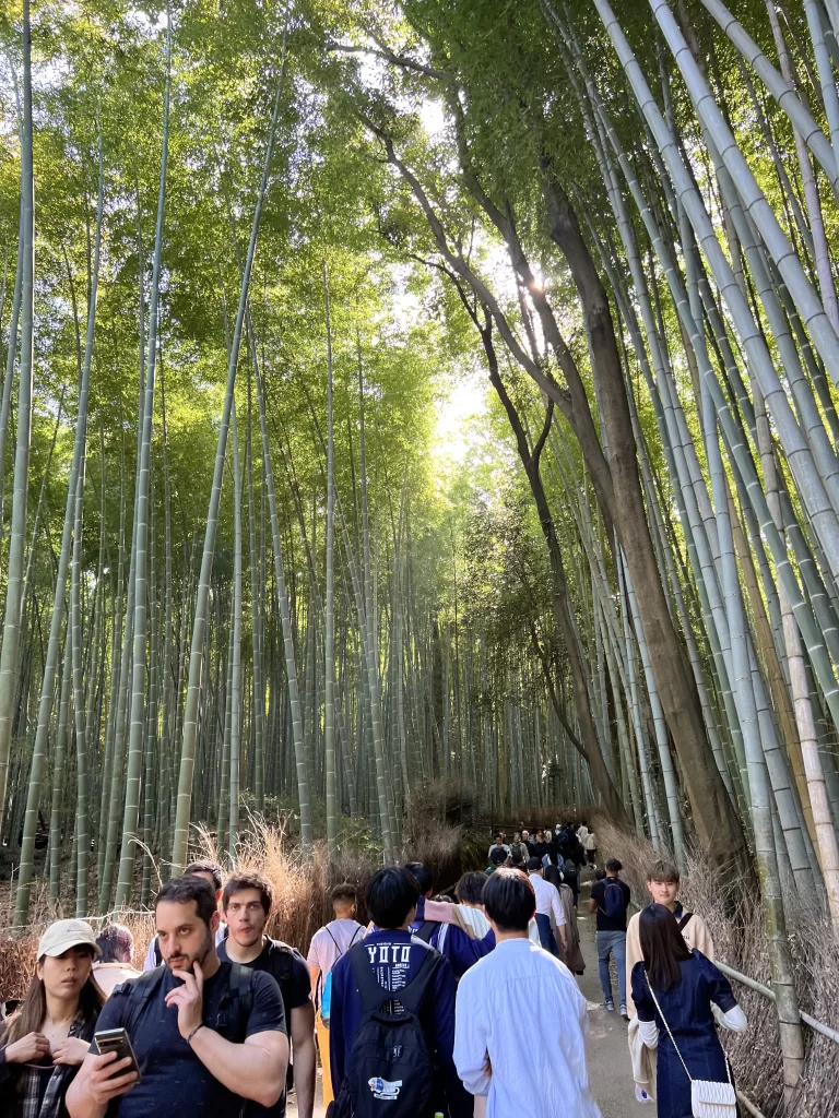 Arashiyama Bamboo Forest with bamboo trees standing next to each other, packed with tourists taking pictures and walking.